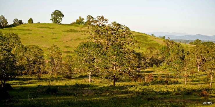 finley-nwr-oak-savanna