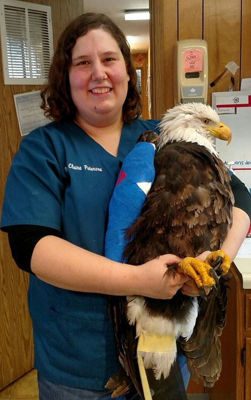 baldeagle2.jpg