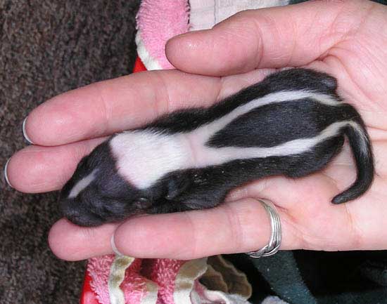 baby skunks