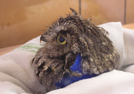 Injured owl in a box
