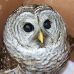 barred owl