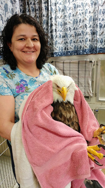 Volunteer Claudia Benfield with a Bald Eagle patient