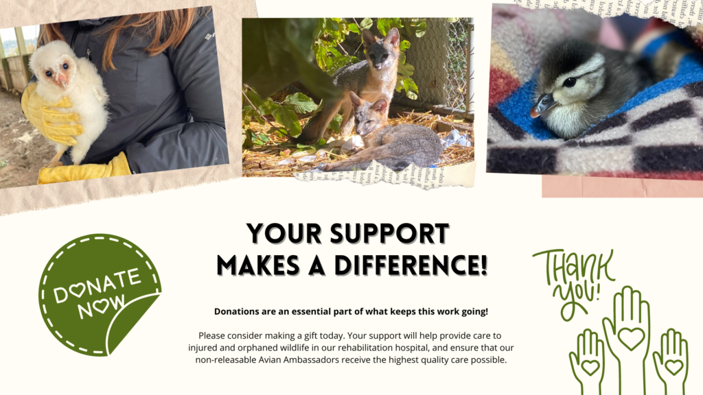 Your support makes a difference! Donations are an essential part of what keeps this work going! Please consider making a gift today. Your support will help provide care to injured and orphaned wildlife in our rehabilitation hospital, and ensure that our non-releasable Avian Ambassadors receive the highest quality care possible.