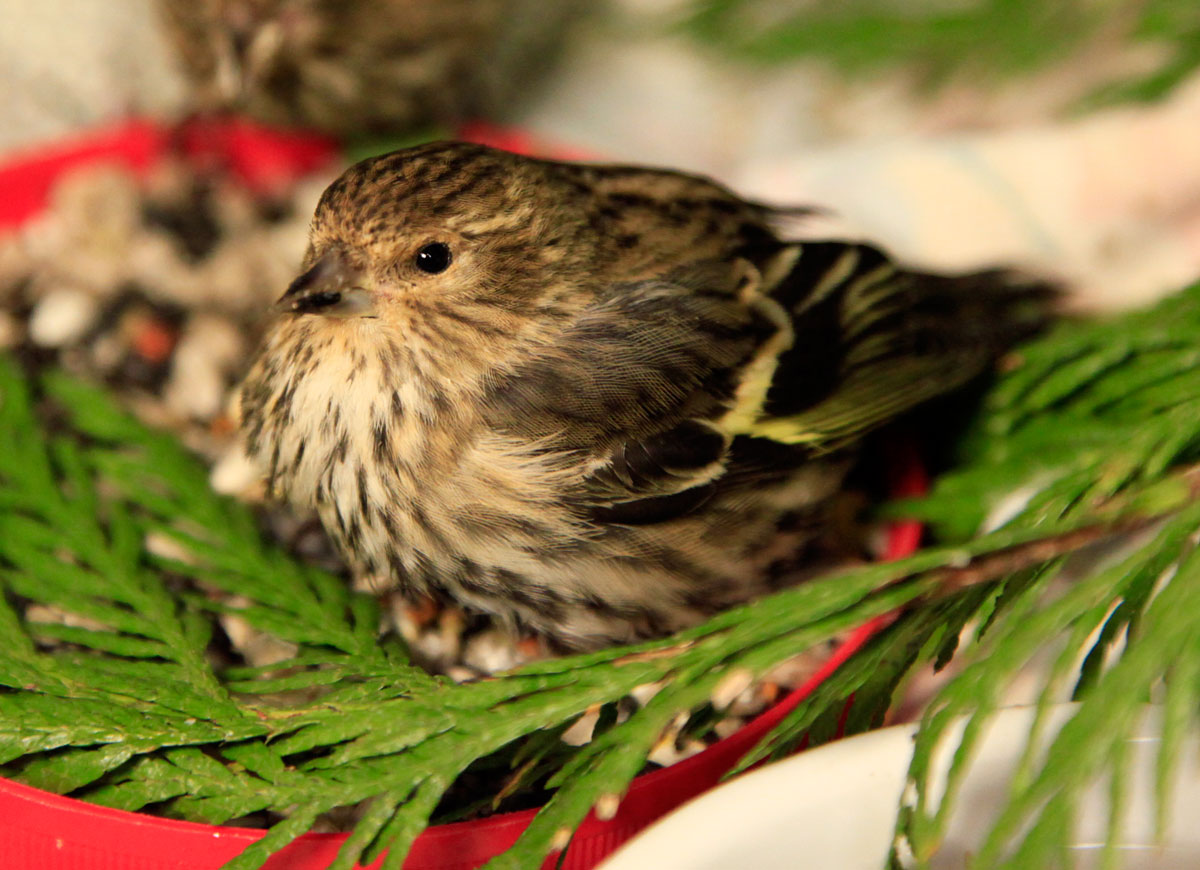 pine_siskin_chintimini_MG_2409