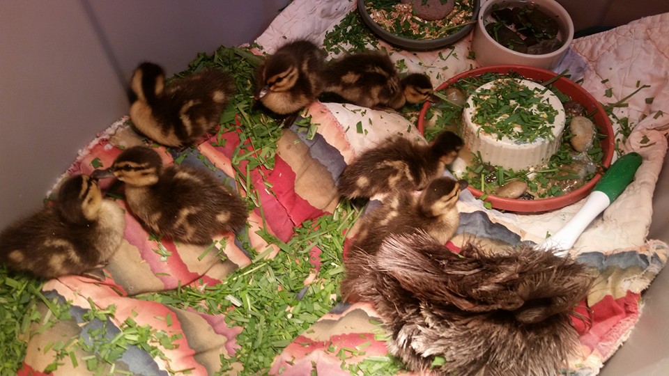 mallards_babies