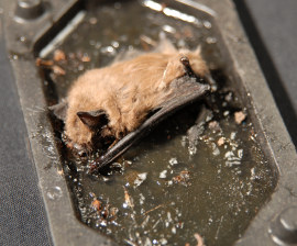 glue_trap_bat_270x224