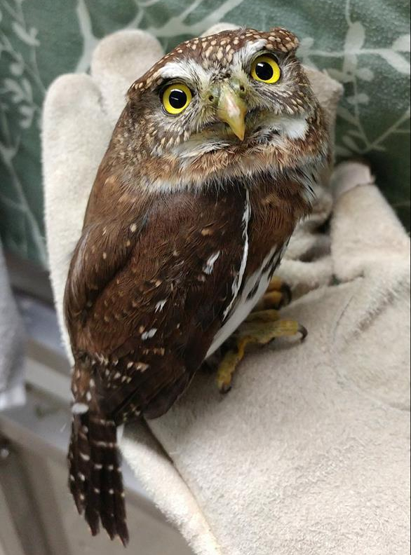 owl_pygmy