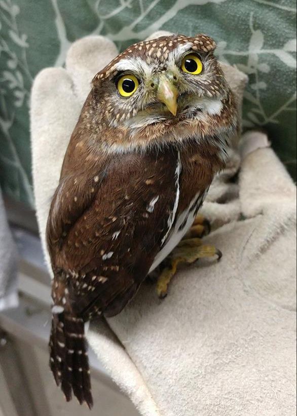 pygmyowl