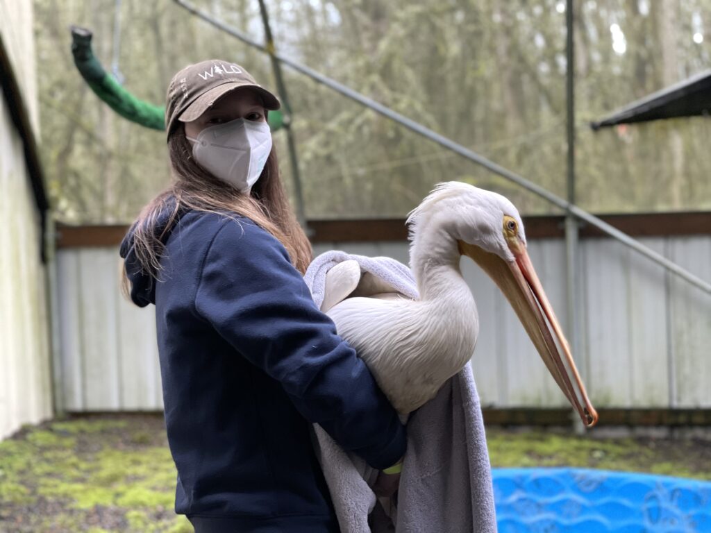 Patient of the Week: American White Pelican With Back Injury -  International Bird Rescue