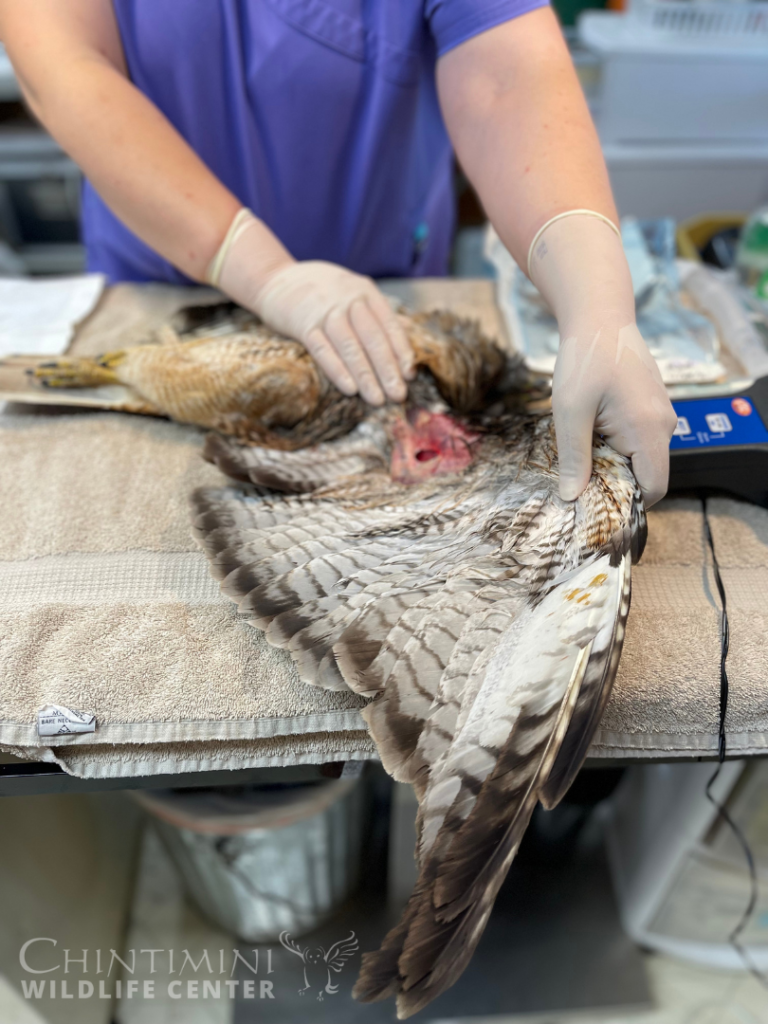 red tailed hawk hospital