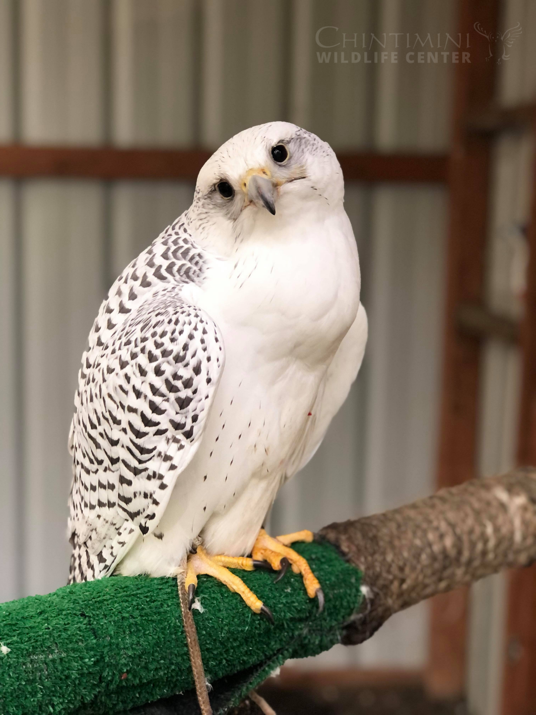 Falcon Beak Coping - Chintimini Wildlife Center