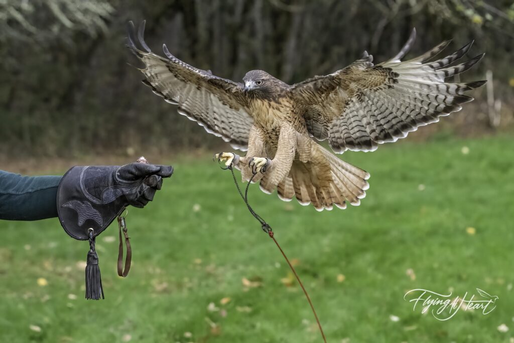 red tailed hawk