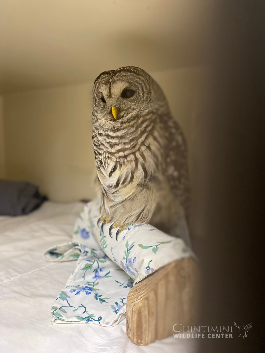 What is Involved in an Animal's Stay? - Chintimini Wildlife Center