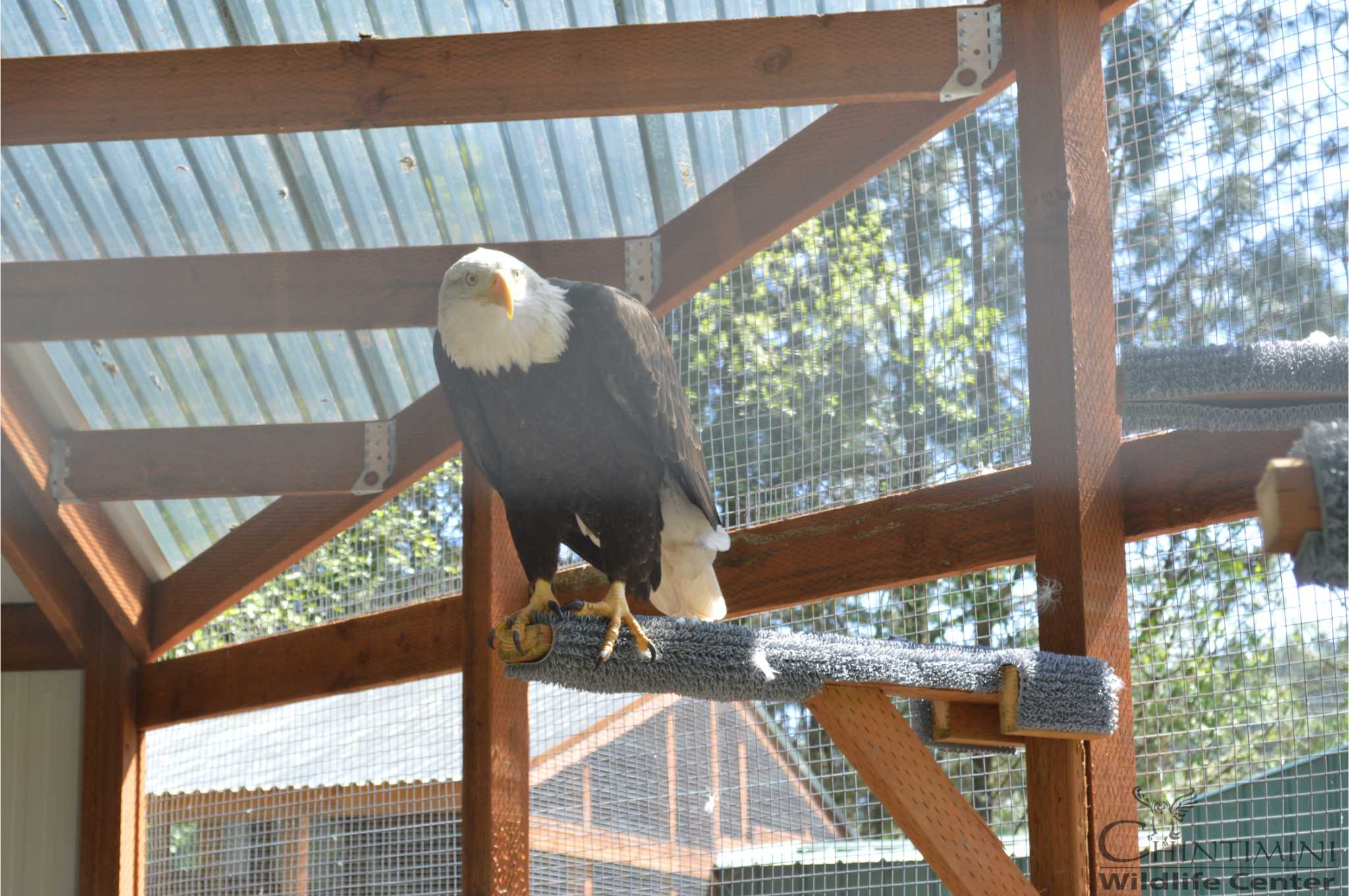 Chintimini Wildlife Center logo